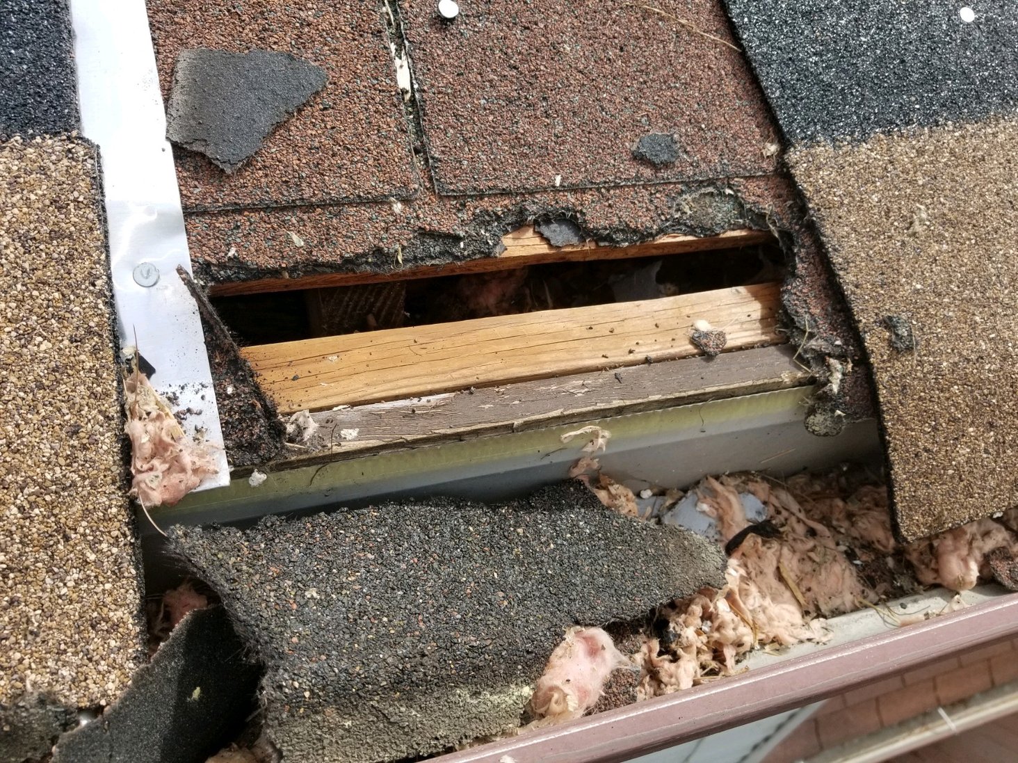 Top 5 Reasons Why You Have Mice in Your Walls